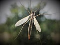 Crane Fly, Daddy-Long-Legs Insect On Window Royalty Free Stock Photo