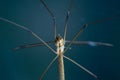 Crane Fly (Daddy-Long-Legs) Macro Royalty Free Stock Photo