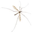 Crane fly or daddy long-legs, Tipula maxima Royalty Free Stock Photo