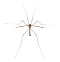 Crane fly or daddy long-legs, Tipula maxima