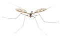 Crane fly or daddy long-legs, Tipula maxima Royalty Free Stock Photo