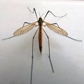 Crane fly / Daddy long legs top view close up detail. Royalty Free Stock Photo