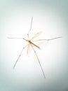 Crane fly, daddy longlegs on a white background Royalty Free Stock Photo