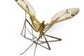 Crane Fly, Family Tipulidae Royalty Free Stock Photo