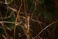 Crane fly of family Tipulidae. Insect on brown twig, soft focused macro shot