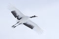Crane in fly. Flying White bird Red-crowned crane, Grus japonensis, with open wing, with snow storm, Hokkaido, Japan. Wildlife sc