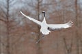 Crane in fly. Flying White bird Red-crowned crane, Grus japonensis, with open wing, with snow storm, Hokkaido, Japan. Wildlife sce Royalty Free Stock Photo