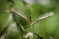 Crane Fly on a Green Background