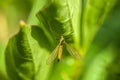 Crane fly on a green leaf Royalty Free Stock Photo