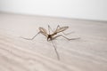 Crane Fly insect in a home on wooden floor. Commonly called daddy long legs
