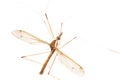 Crane Fly Isolated Royalty Free Stock Photo