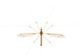 Crane Fly Isolated Royalty Free Stock Photo