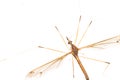 Crane Fly Isolated Royalty Free Stock Photo