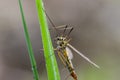Crane fly on leaf in field Royalty Free Stock Photo