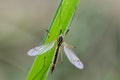 Crane fly on leaf in field Royalty Free Stock Photo