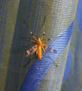 A wasp like crane fly