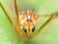 Crane Fly (Mosquito Hawk) with bright blue eyes close up portrai Royalty Free Stock Photo