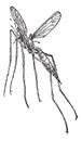 Crane fly or mosquito hawk, vintage engraving Royalty Free Stock Photo