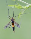 Crane fly Royalty Free Stock Photo