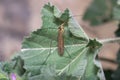 Crane fly Nephrotoma sp, Tipulidae, posed on a green leaf