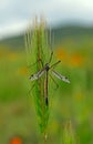 Crane fly on a wall barley, Carrizo plain national monument