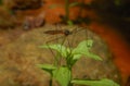 Crane fly on a plant Royalty Free Stock Photo