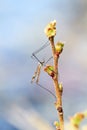 Crane fly on a plant stalk Royalty Free Stock Photo