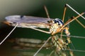 Crane fly reflection Royalty Free Stock Photo