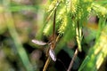 Crane Fly on Sedge  45215 Royalty Free Stock Photo