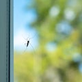 A crane fly sitting on clear glass of a window pane Royalty Free Stock Photo