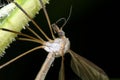 Crane fly, tipula Royalty Free Stock Photo