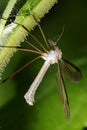 Crane fly, tipula Royalty Free Stock Photo