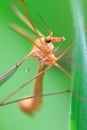 Crane fly (Tipula)