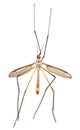 Crane Fly or Tipula