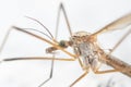 Crane fly. Tipula maxima. Creepy micro world Royalty Free Stock Photo