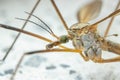 Crane fly. Tipula maxima. Detail head and body. Insect magnification Royalty Free Stock Photo