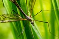 A crane fly Tipula maxima resting on a nettle leaf in early summer Royalty Free Stock Photo