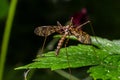 A crane fly Tipula maxima resting on a nettle leaf in early summer Royalty Free Stock Photo