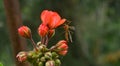 Crane fly, Tipula on the pelargonium Royalty Free Stock Photo