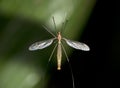 Crane fly Royalty Free Stock Photo