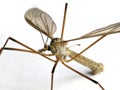 Crane fly, Tipulidae family, on white background Royalty Free Stock Photo