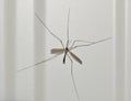 Crane fly (Tipulidae) isolated on a wall exterior in Houston, TX USA. Royalty Free Stock Photo