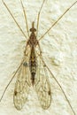 Crane fly, Tipulidae perch on a cement wall. Royalty Free Stock Photo