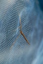 Crane Fly Tipulidae sit on a net and his side view Royalty Free Stock Photo