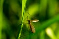 Crane fly (Tipulidae) sitting on the grass