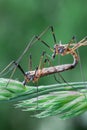 Crane fly (tipuloidea) Royalty Free Stock Photo