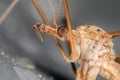 Crane Fly Royalty Free Stock Photo