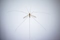 Crane fly was standing on a white wall.