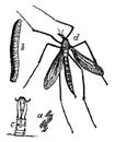 Crane Fly, vintage illustration