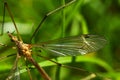 Crane fly wing, head and eyes - Tipula sp.